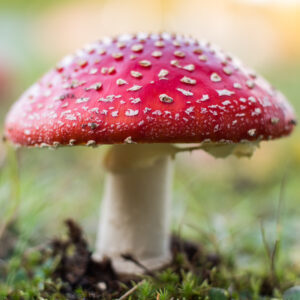Amanita muscaris is a mushroom with psychedelic properties used by Shamans of the indigenous people of Siberia and Russia Far East. This mushroom is the candidate of Soma described in Rig Veda. 